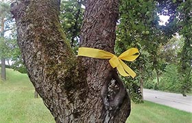 Ein gelbes Band am Baumstamm heißt: Greif zu!  